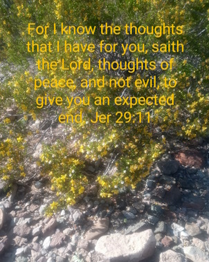 A picture of a desert flowered bush in a desert setting quoting Jeremiah 29:11